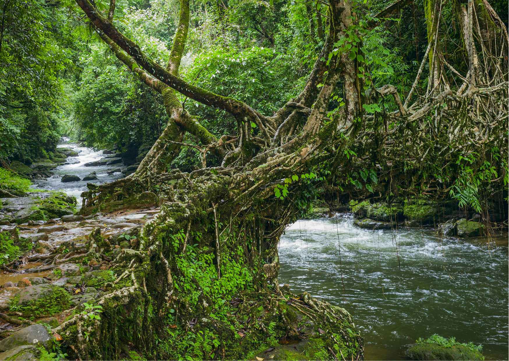 Discover all the beautiful and famous sites of Shillong and taste loca — photo 7
