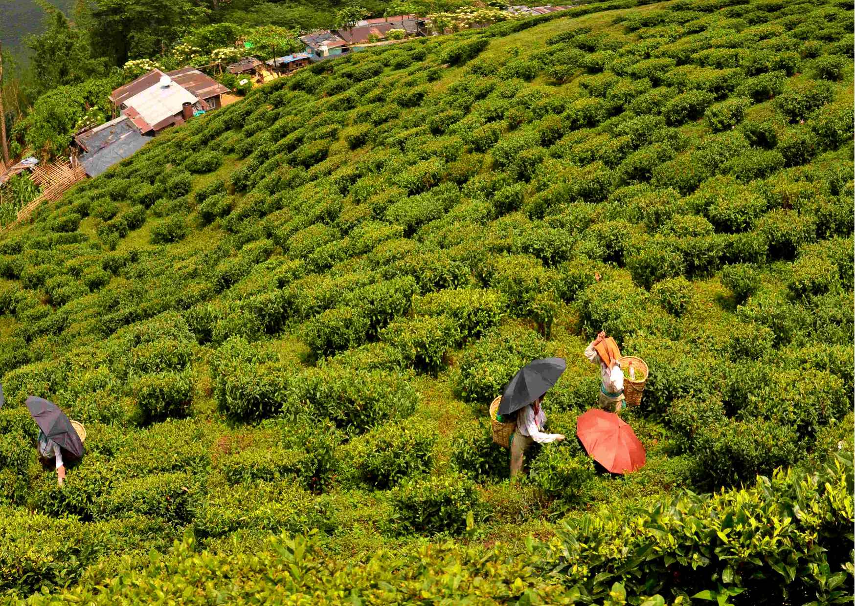 Best of Darjeeling (Guided Halfday Sightseeing Tour by Car) — photo 8