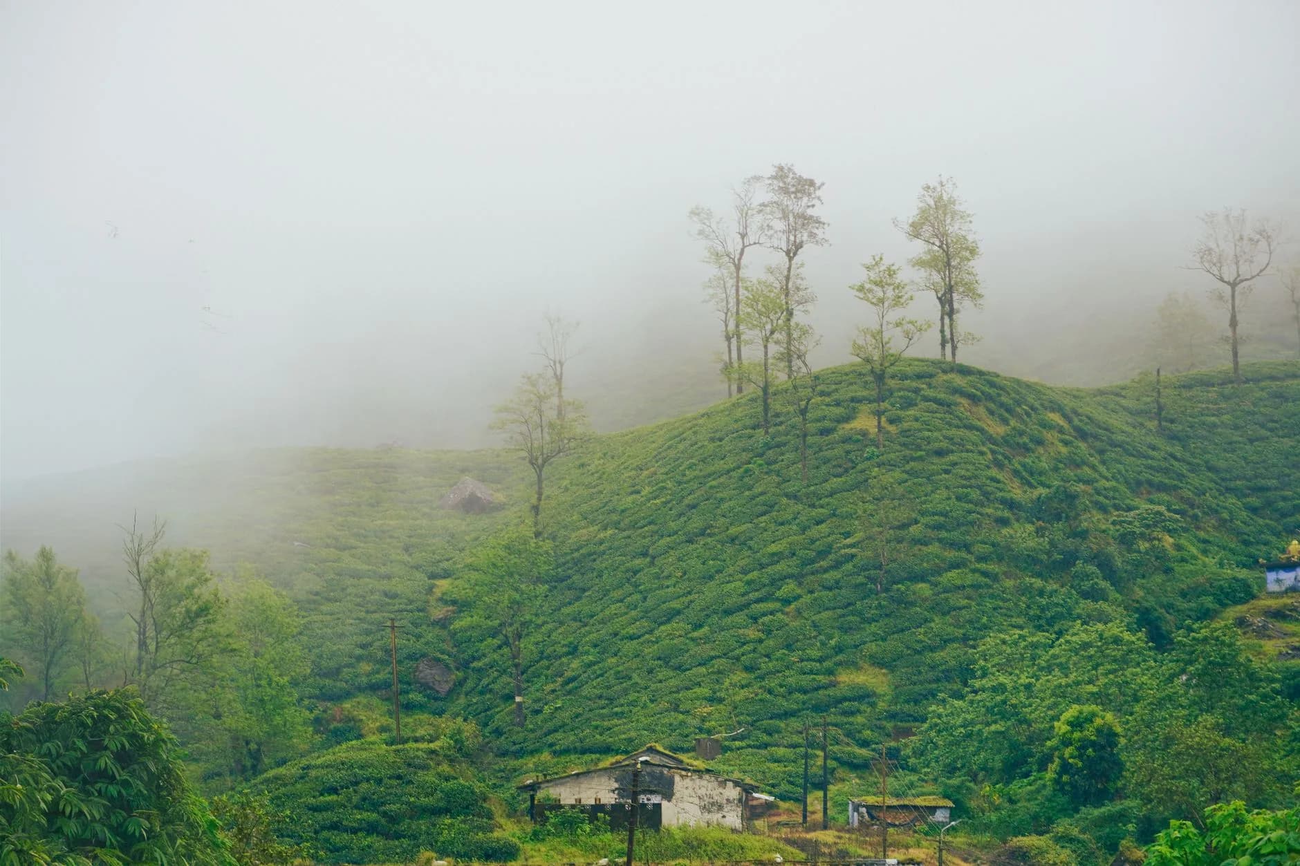 Coorg — Misty coffee plantations in the hills of Coorg