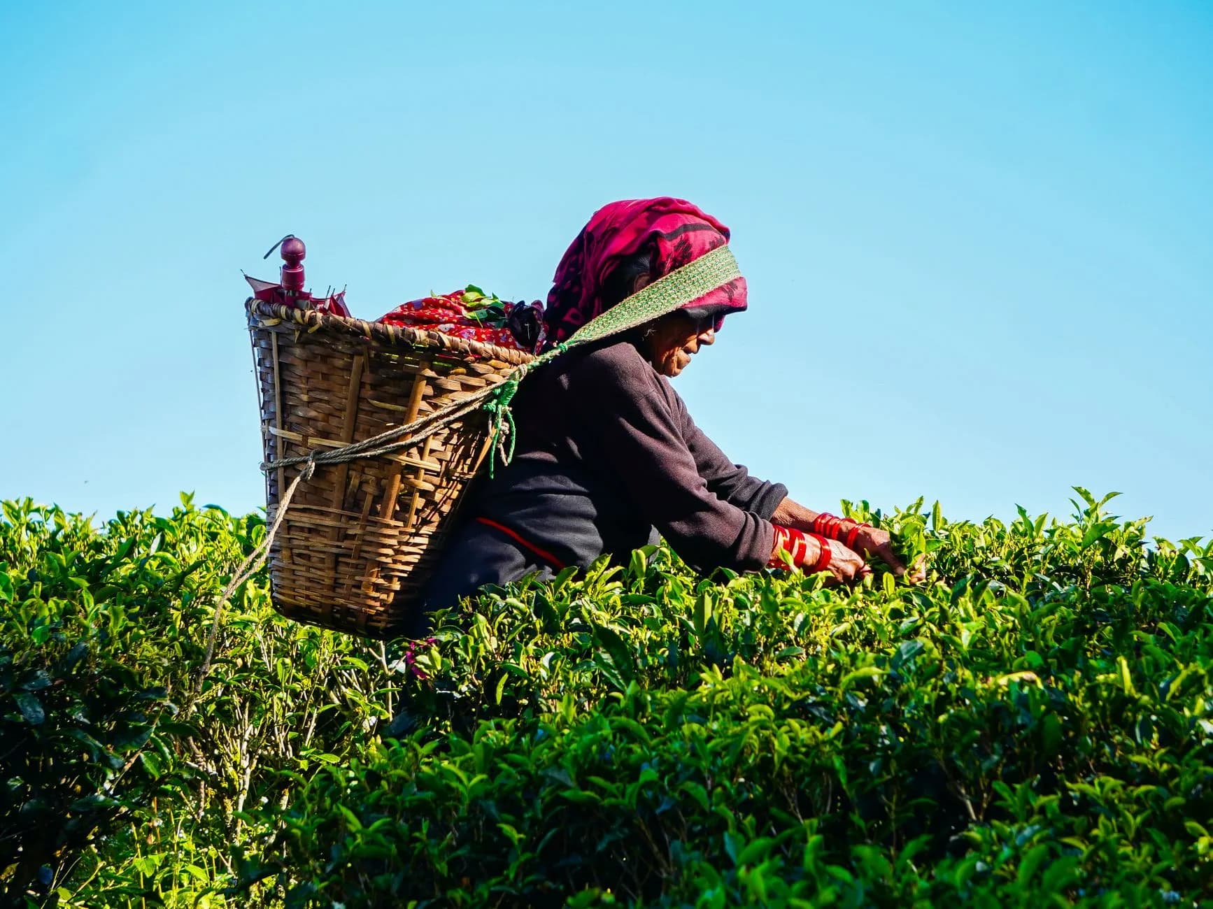Darjeeling — The toy train and tea gardens of Darjeeling